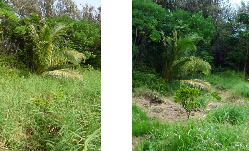 Citrus - Before & After