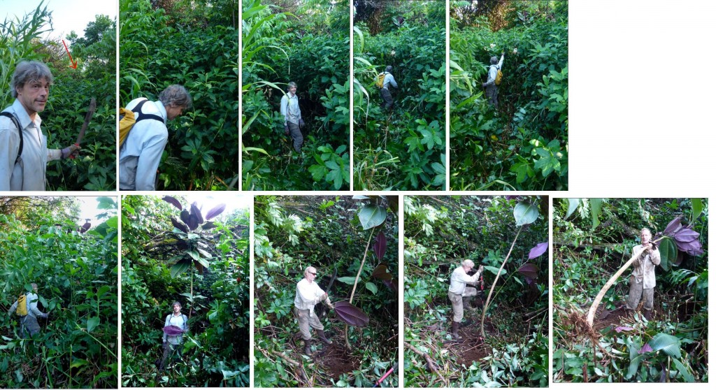 Hunting the Killer Miconia