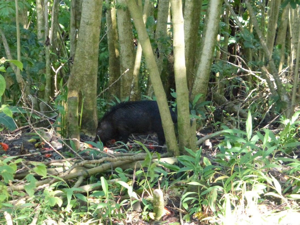This one-eared sow is gonna be dinner in a few months if we're lucky!